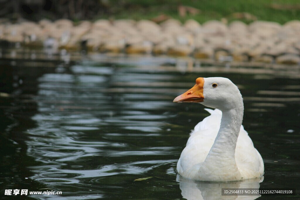白鹅悠 于碧水之上