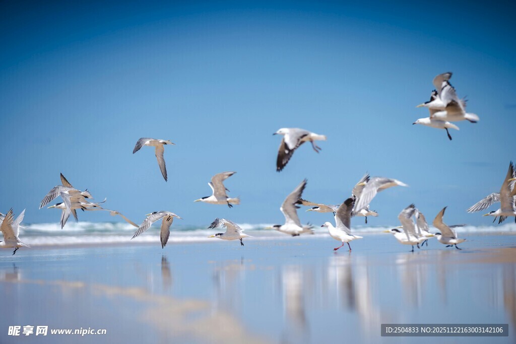 群鸟在蓝天碧海间飞翔
