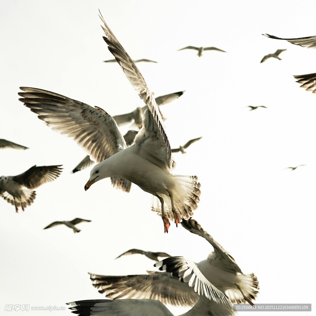 群鸥展翅飞翔