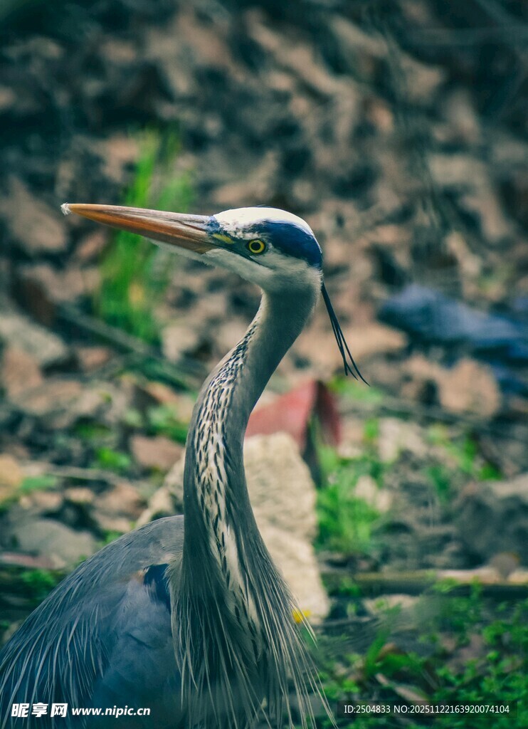 大蓝鹭于自然中优雅伫立