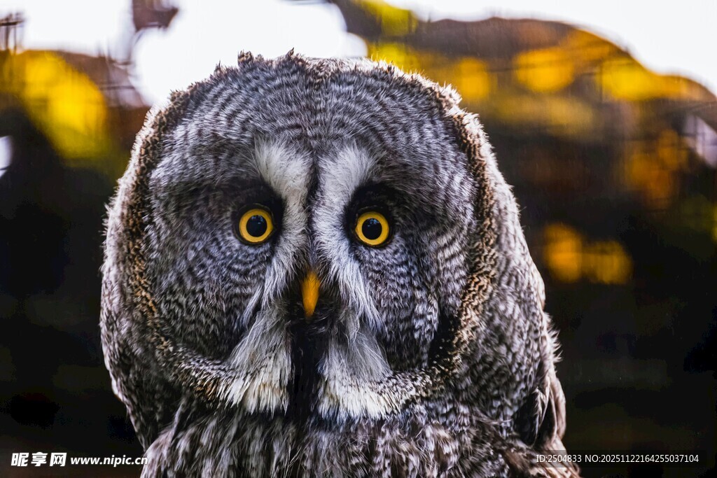 大眼猫头鹰凝视画面