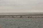海边滩涂众多鸟类栖息