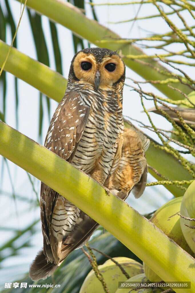 树枝上的猫头鹰