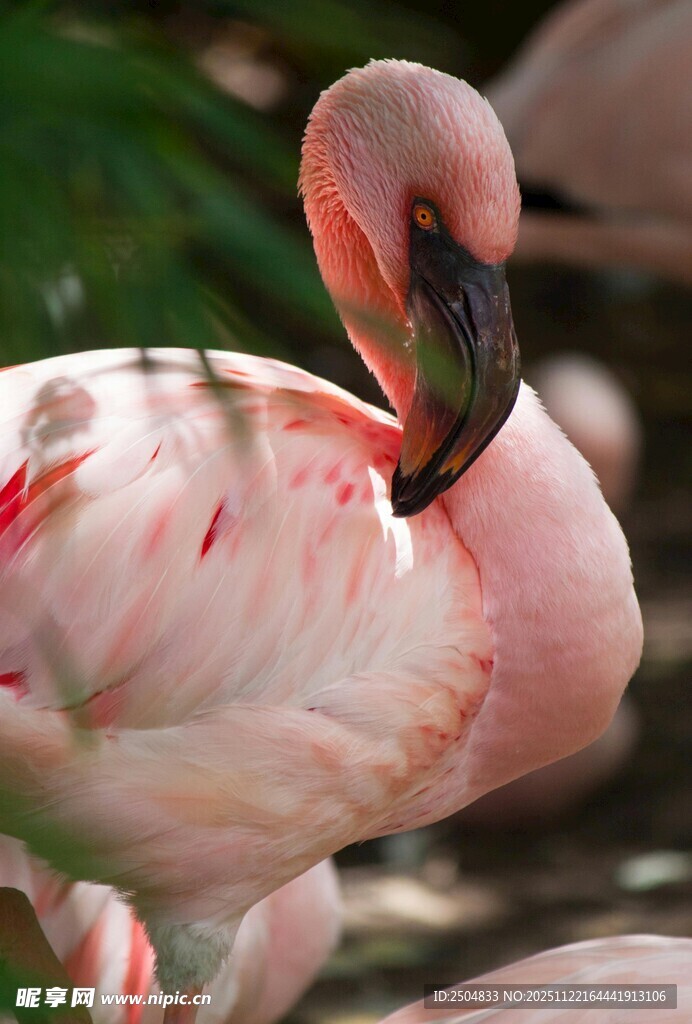 优雅火烈鸟特写