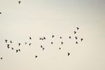 群鸟翱翔天际