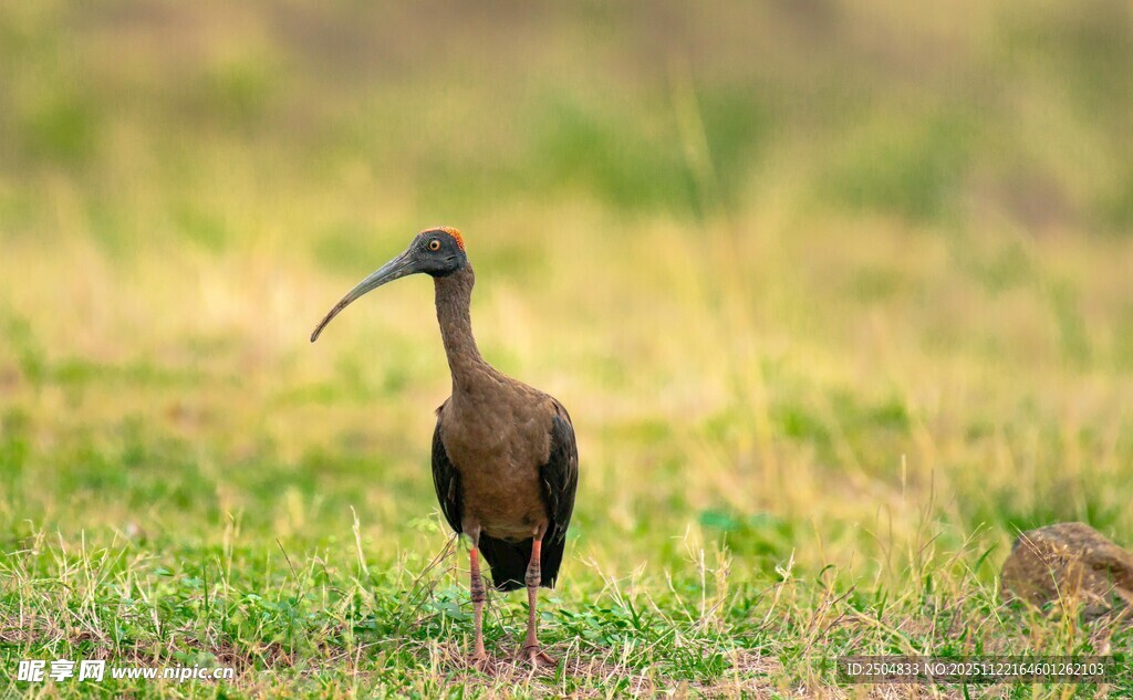 草地上的长嘴鸟