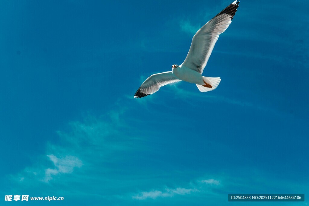 蓝天中翱翔的海鸥