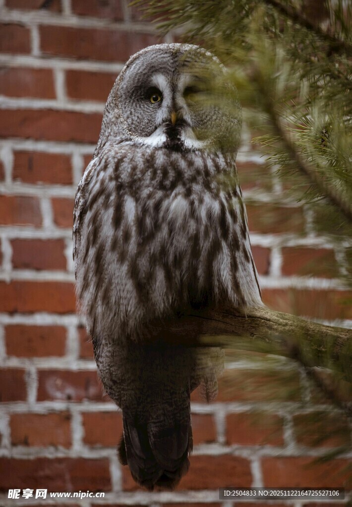 砖墙上的猫头鹰