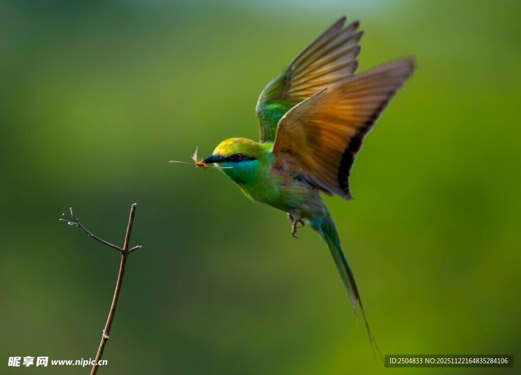 彩羽飞鸟展翅瞬间