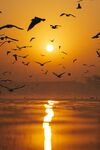 夕阳下飞鸟翔于海面