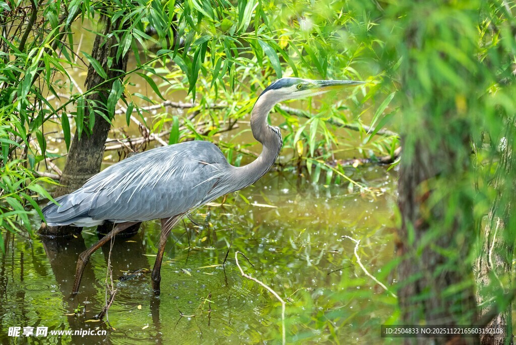 苍鹭立于水边绿植间