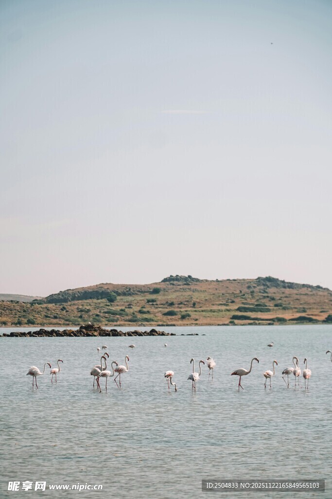 湖畔火烈鸟群的美丽景致