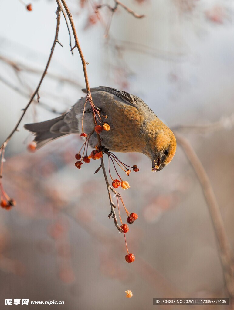 小鸟枝头啄食红色浆果