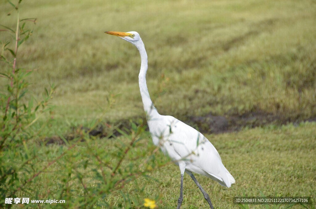 草地上的优雅白鹭