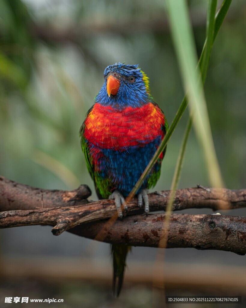 多彩鹦鹉栖息枝头