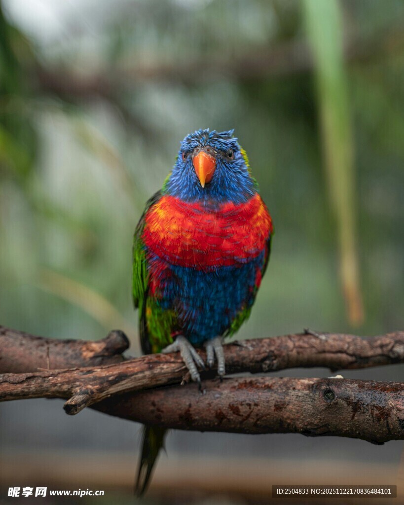 多彩鹦鹉栖息枝头