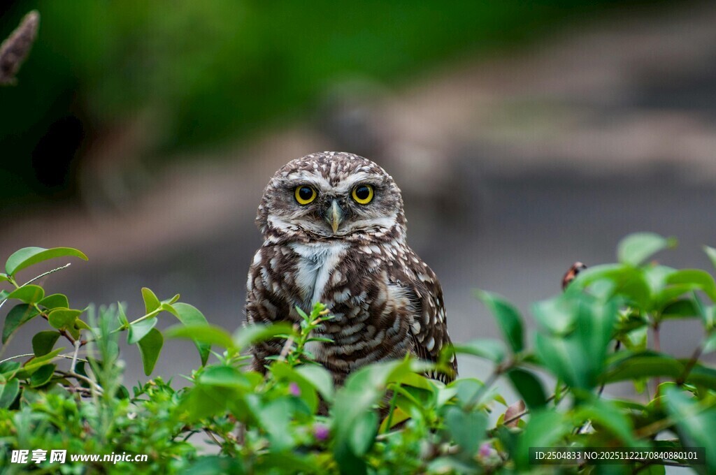 草丛中的猫头鹰