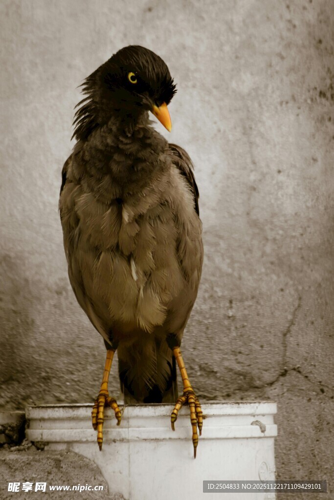 站在白色物体上的黑羽鸟