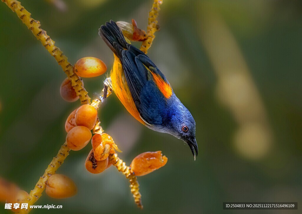 蓝橙小鸟栖于黄色花枝