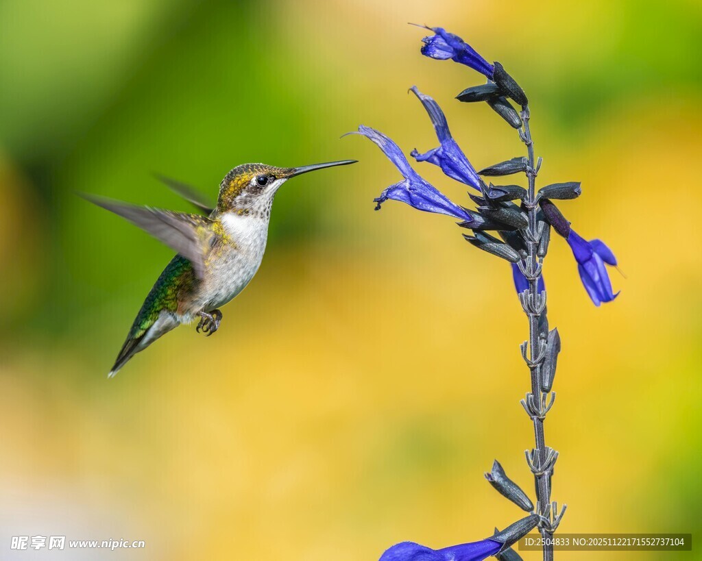 蜂鸟停驻于紫色花朵