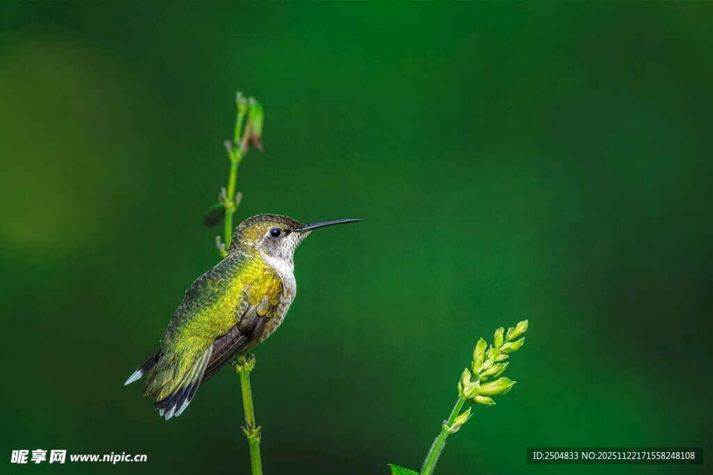枝头栖息的美丽小鸟