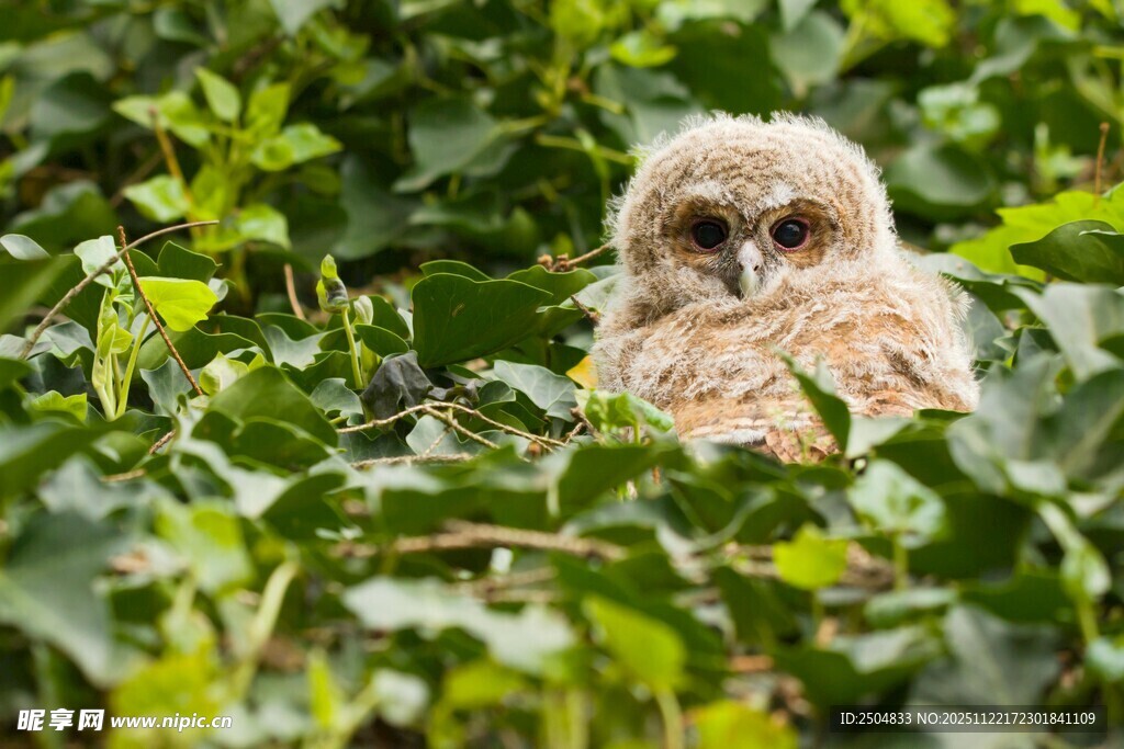 草丛中的可爱猫头鹰
