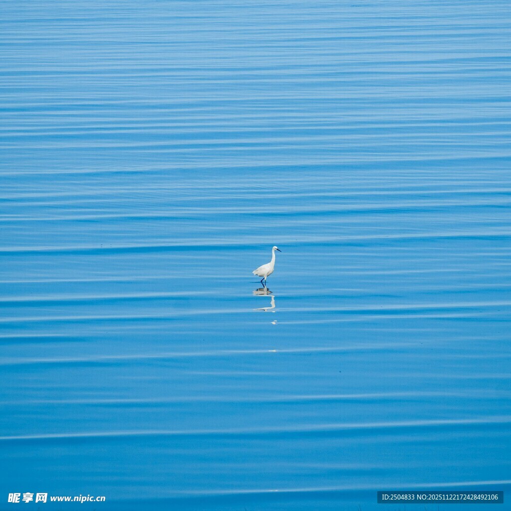蓝水之上单只飞鸟