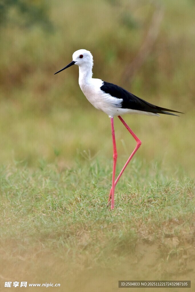 长腿水鸟立于翠绿草地