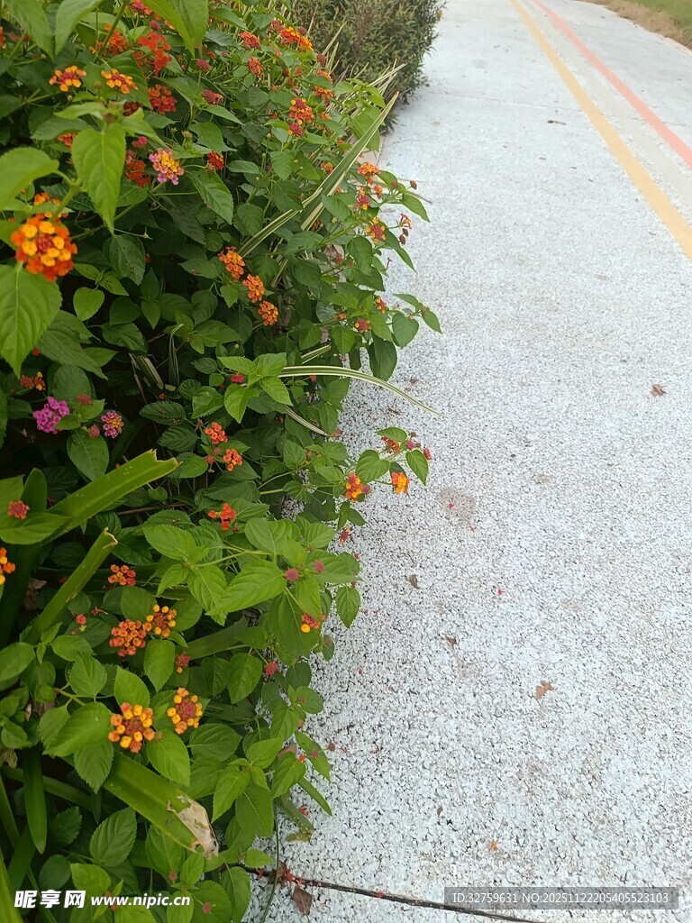 路边多彩花卉