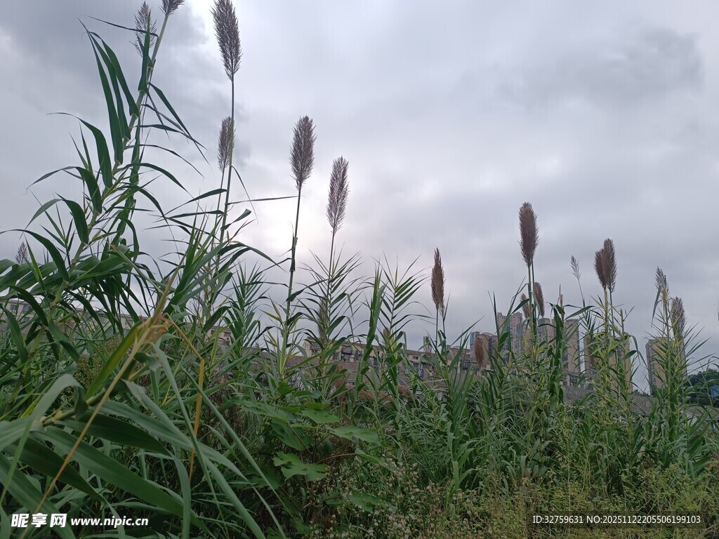 田野中的狗尾巴草景观