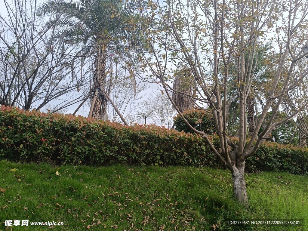 绿意盎然的户外园林景观