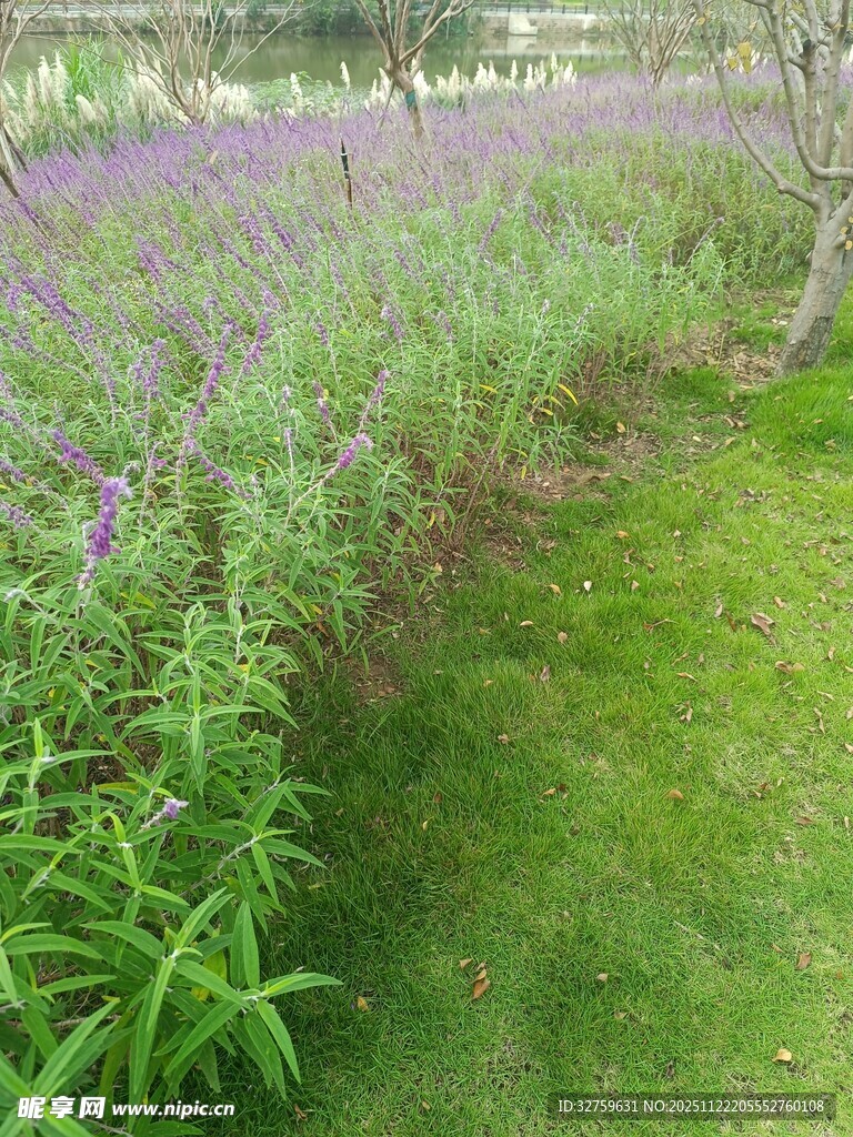 紫色花田与翠绿草地景观
