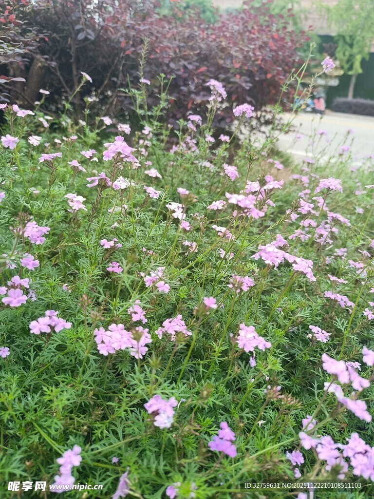烂漫粉花盛开于绿草地