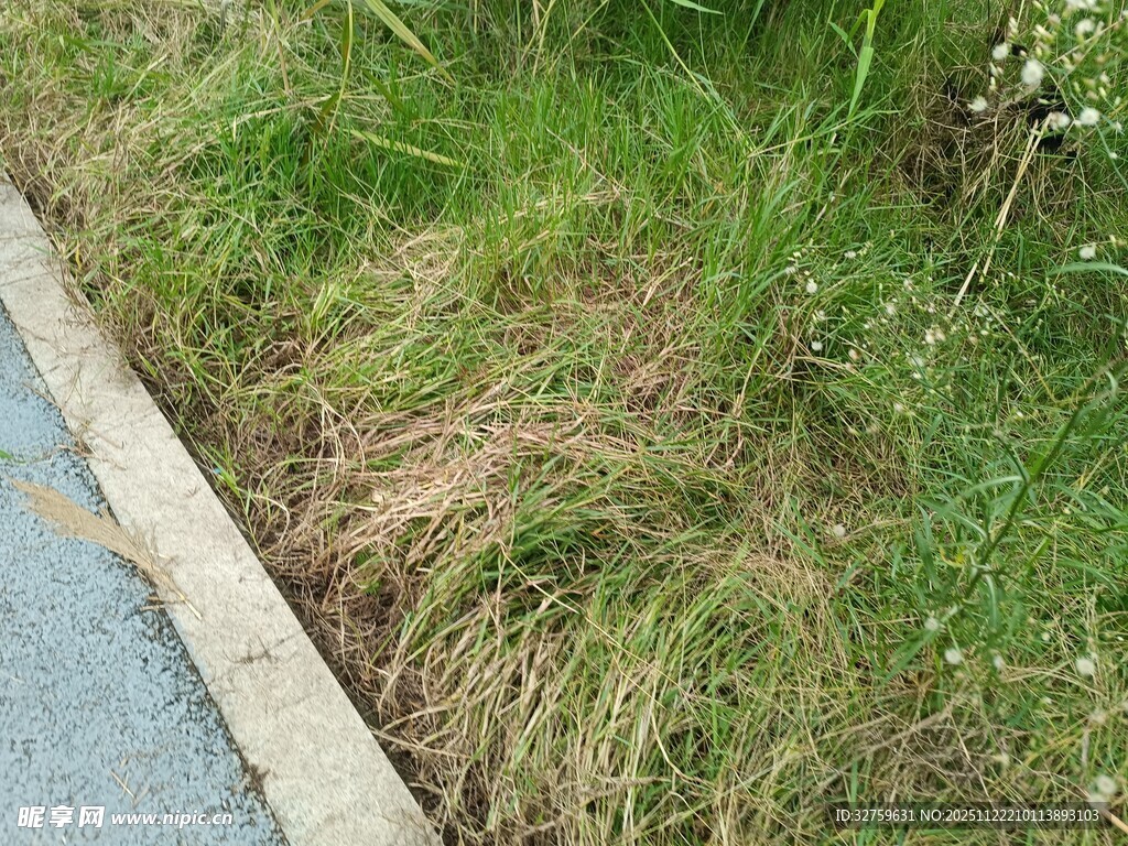 路边草丛景象