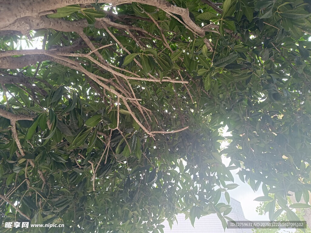 仰视繁茂树冠景象