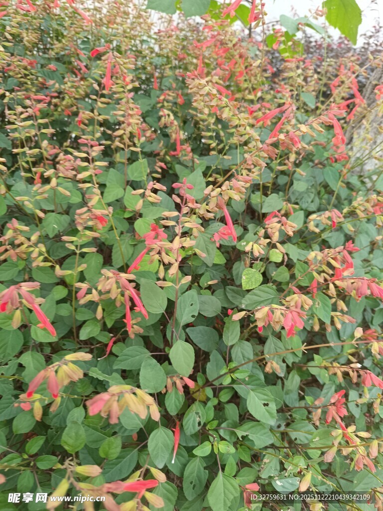 绿叶间的粉嫩花卉景观