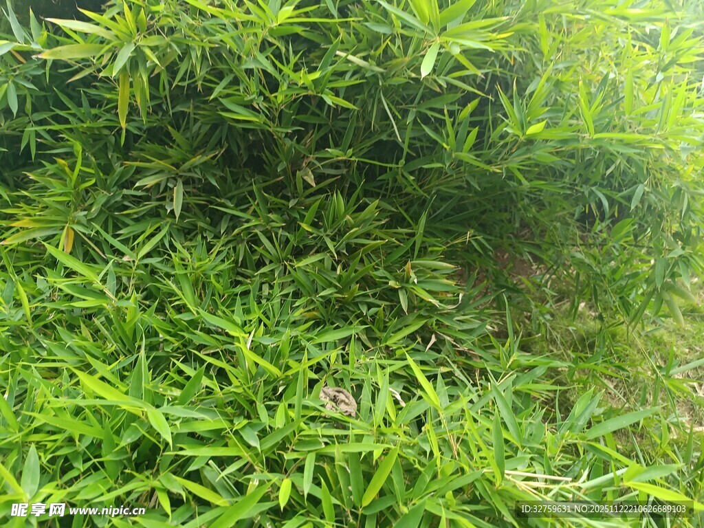 翠绿繁茂的蓬勃植物景观