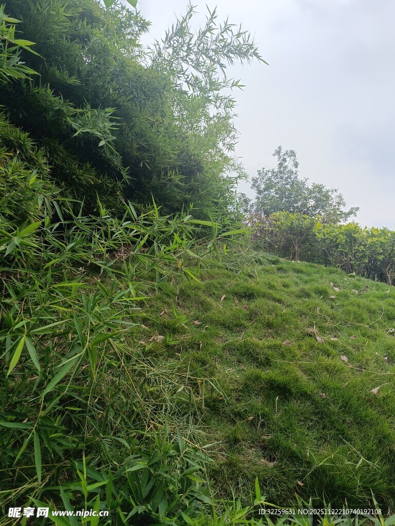 山坡上的繁茂绿植