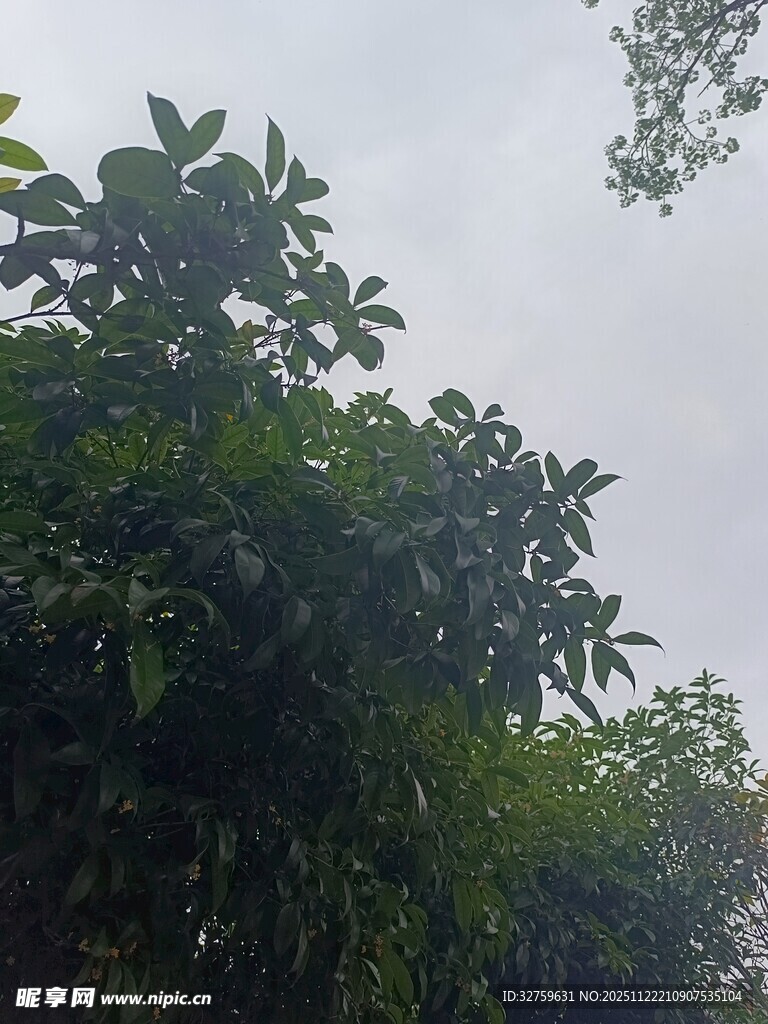 繁茂绿植展现自然生机