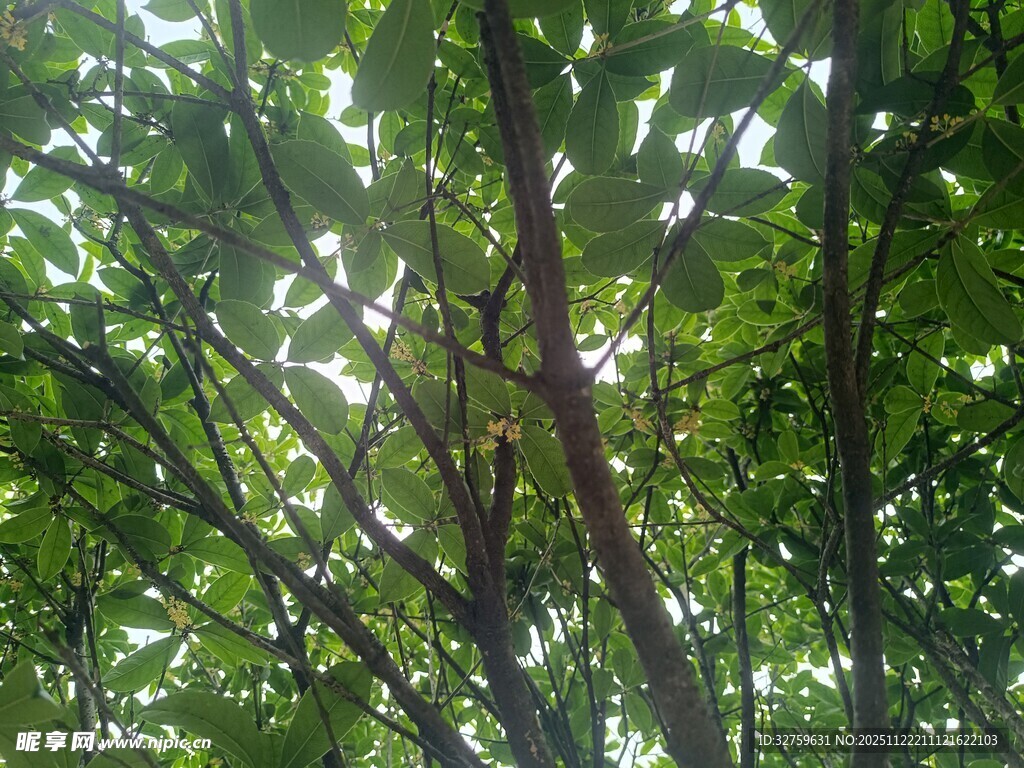 阳光洒落茂密绿树间