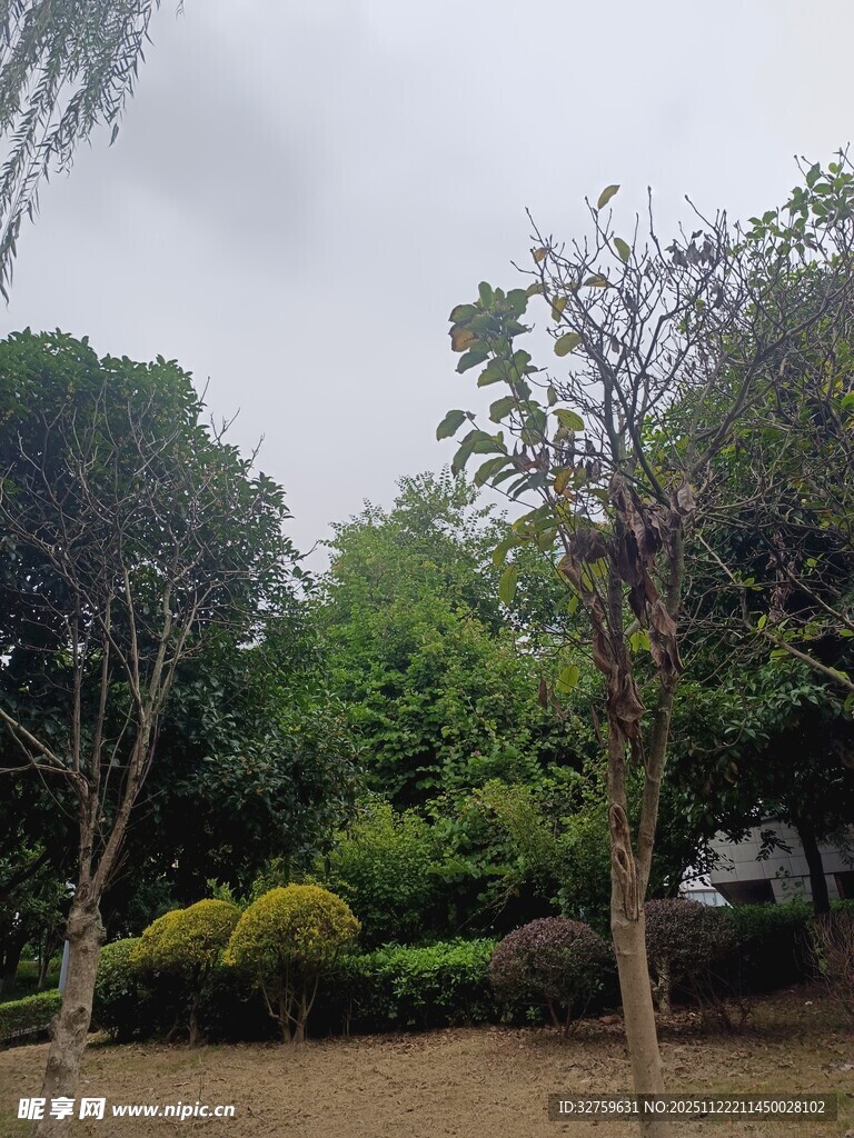 户外绿树成荫的自然景致