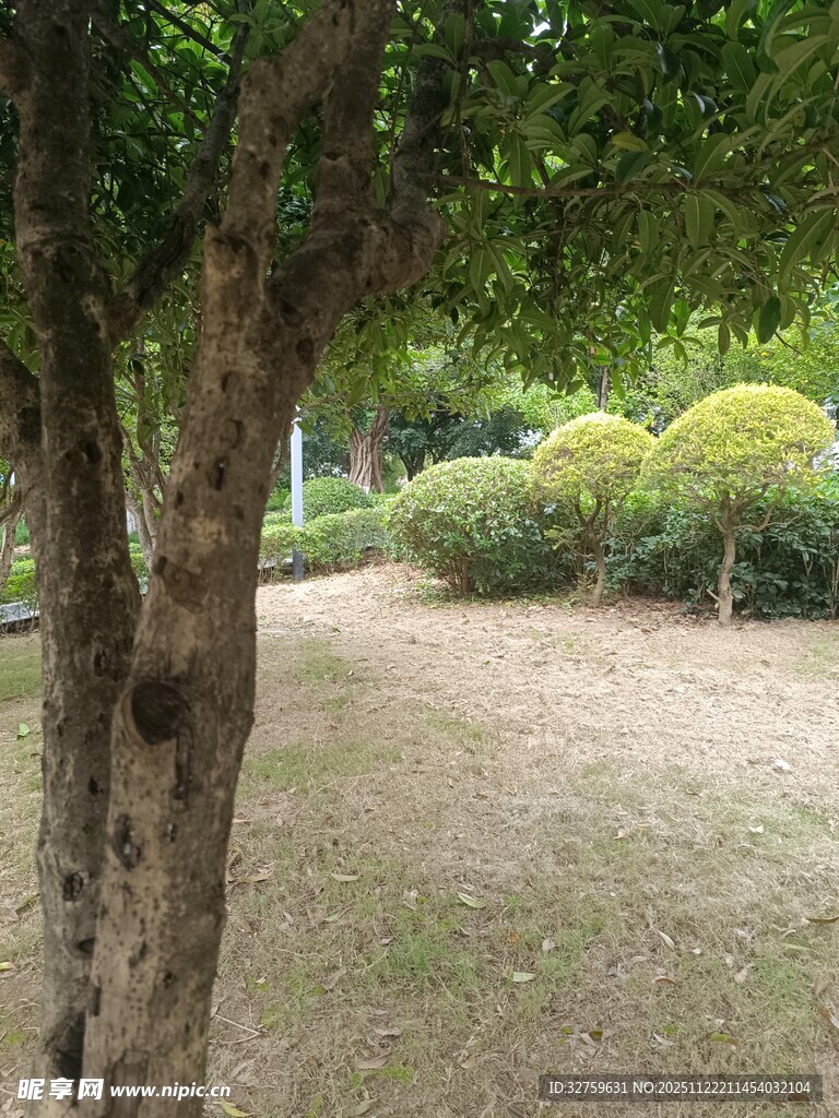 林间静谧小道与葱郁绿植