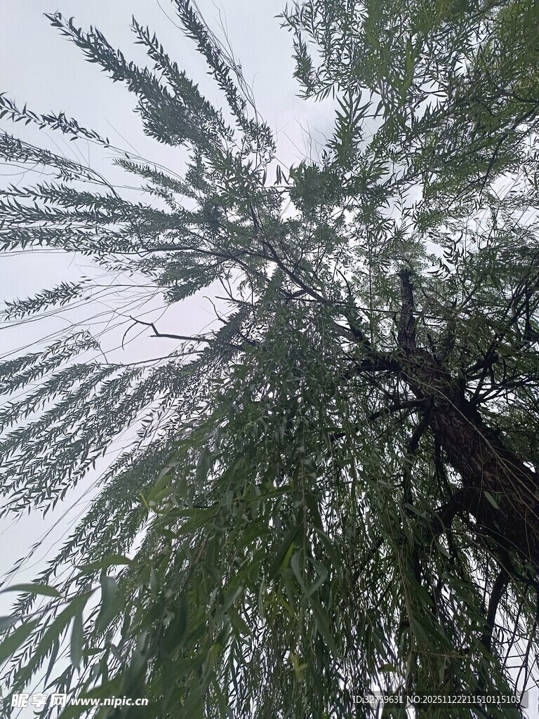 仰视垂柳