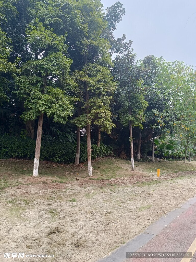 路边绿树成荫的自然景致