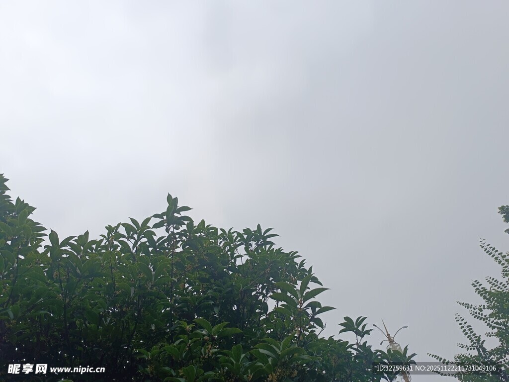 阴天中的葱郁树梢