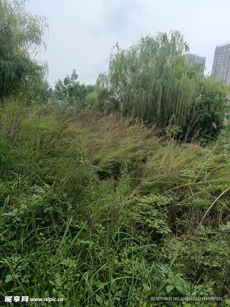 野外繁茂的绿色植物景观