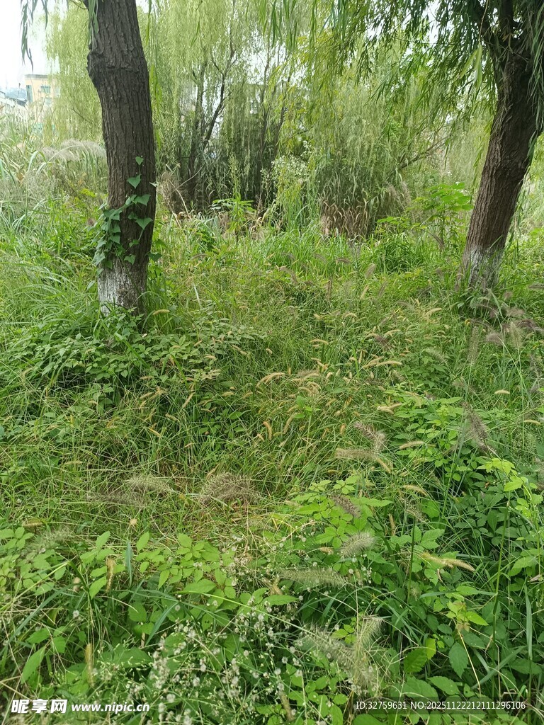 春日林间绿意盎然景象