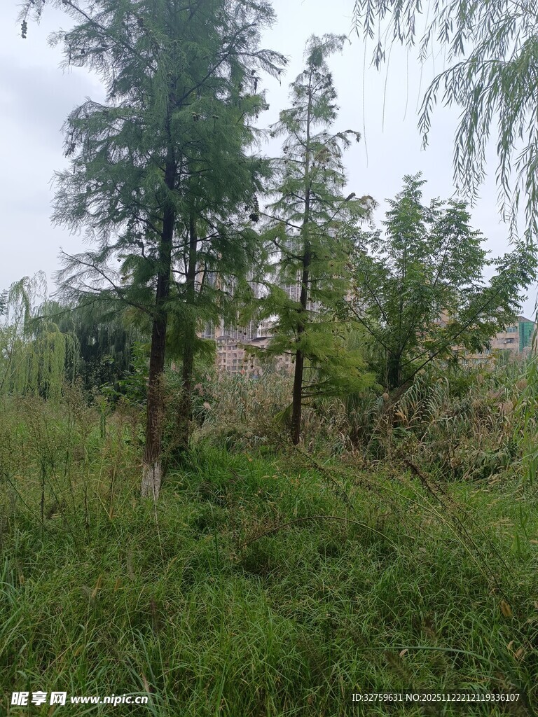 野外葱郁树林与草地景观