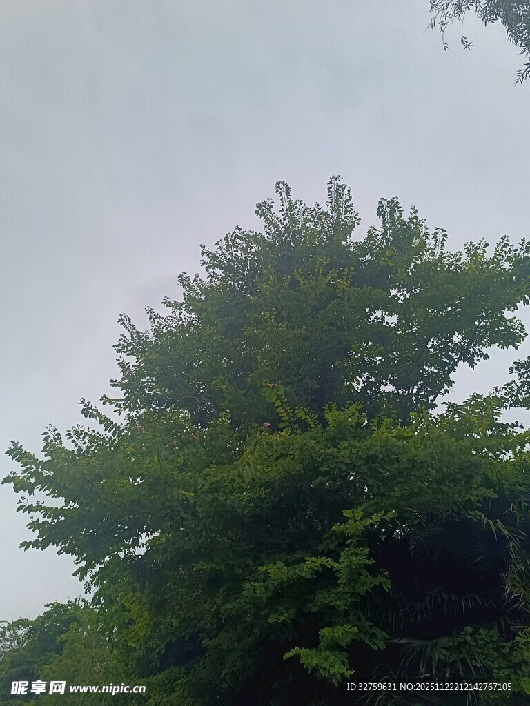 绿树成荫的自然景象