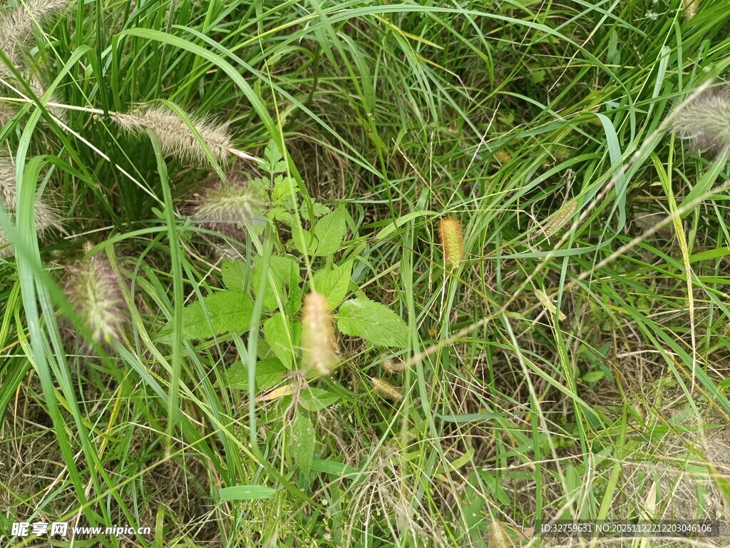 草丛中的绿色植物